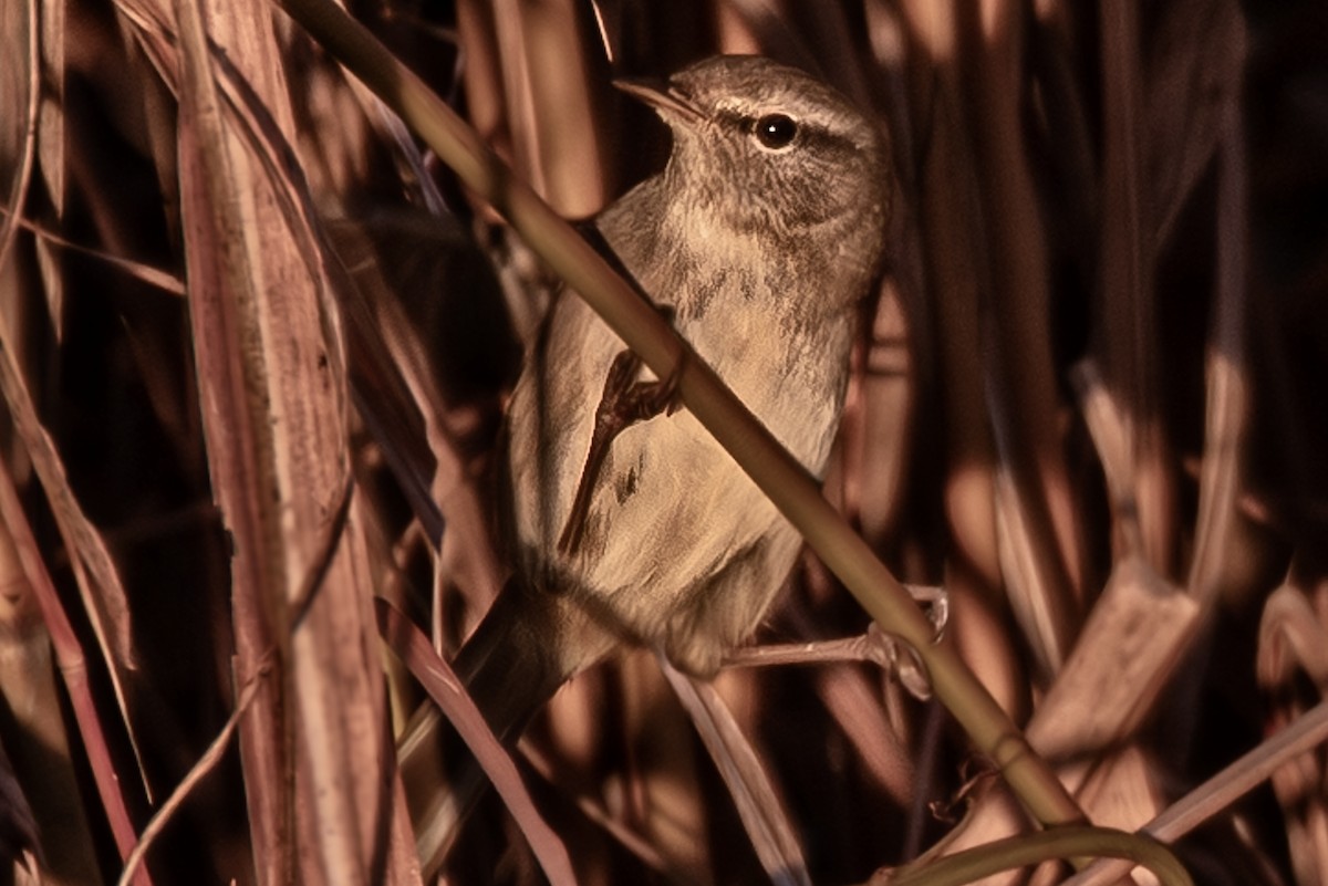 Bouscarle chanteuse - ML646500338