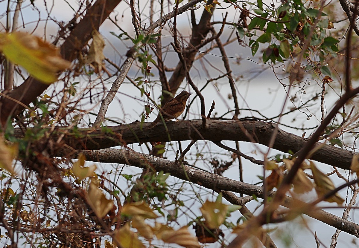 Eurasian Wryneck - ML646500342