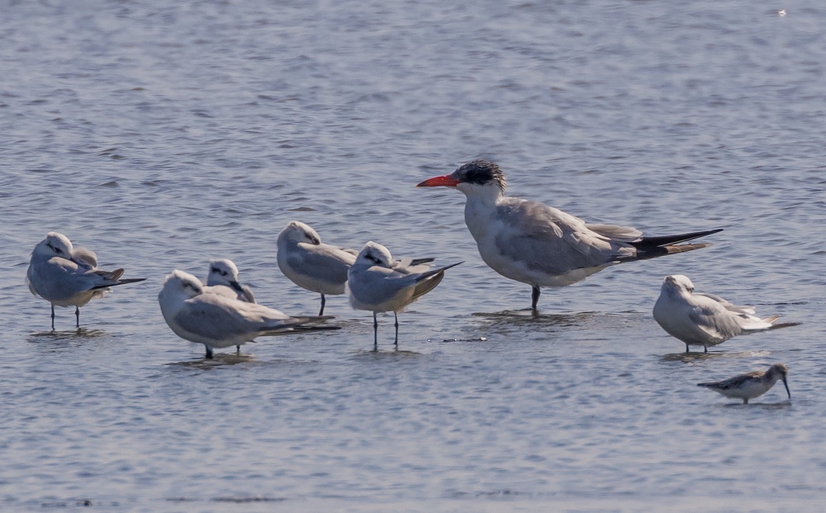 Caspian Tern - ML646500343