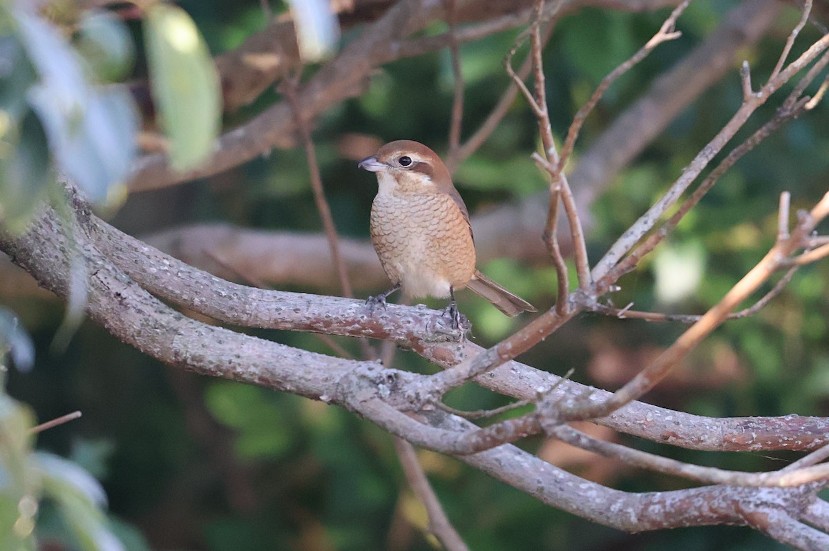 Bull-headed Shrike - ML646500345