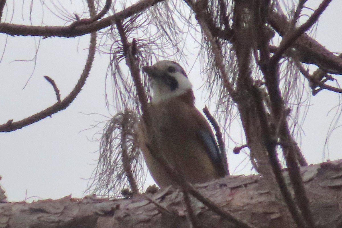 Eurasian Jay - ML646500349