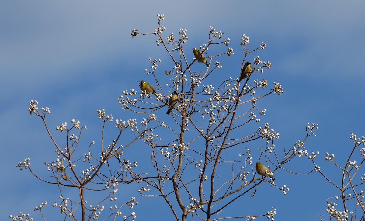Warbling White-eye - ML646500352