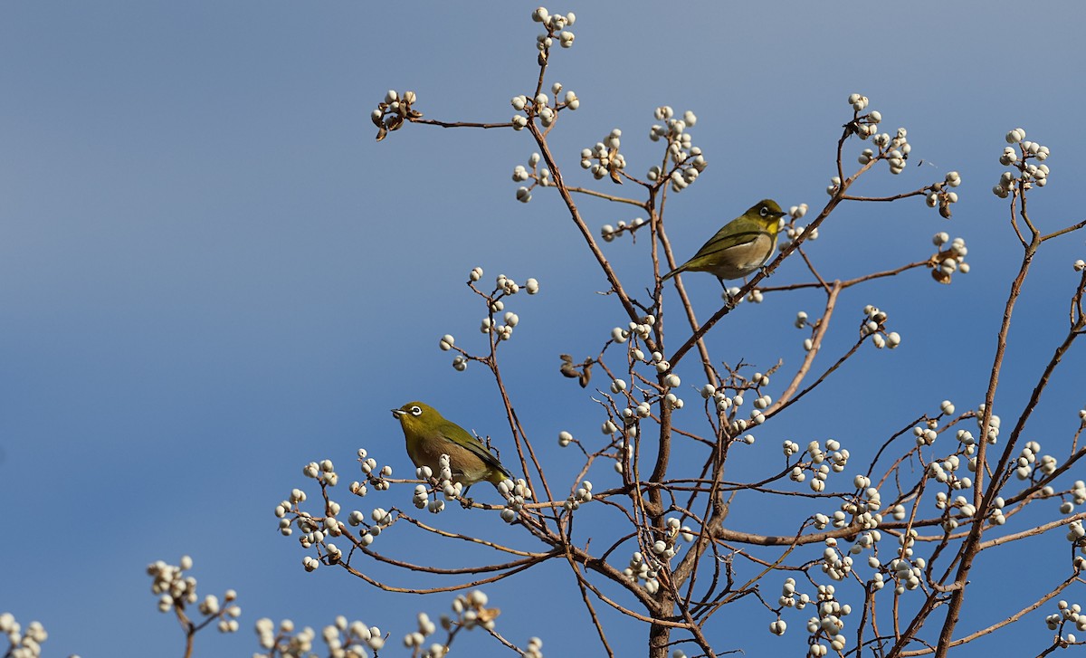 Warbling White-eye - ML646500353