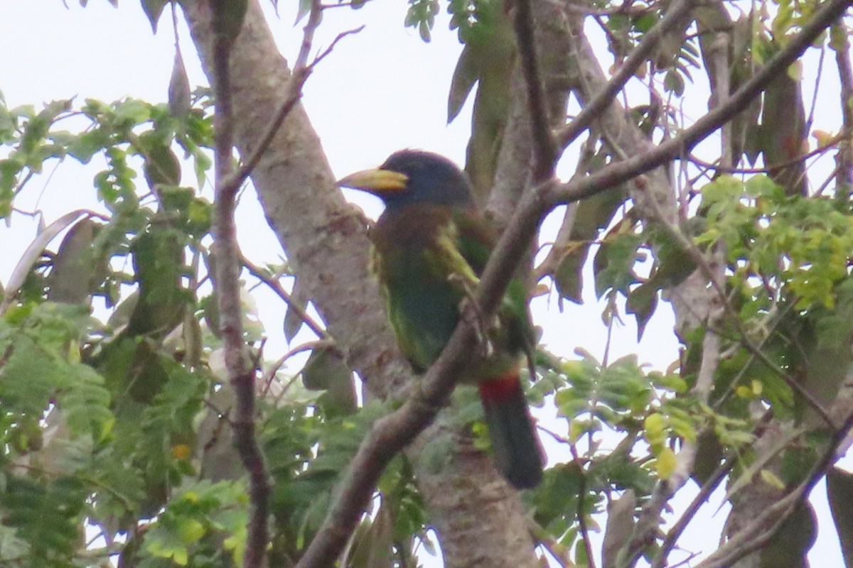 Большой бородастик - ML646500354