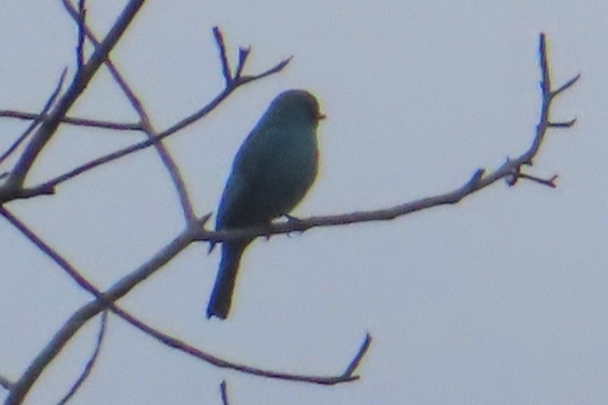 Verditer Flycatcher - ML646500358