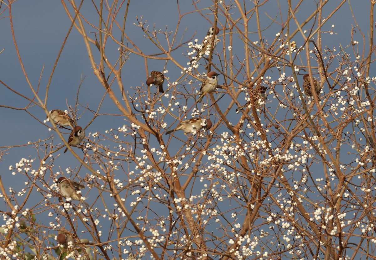 Eurasian Tree Sparrow - ML646500359