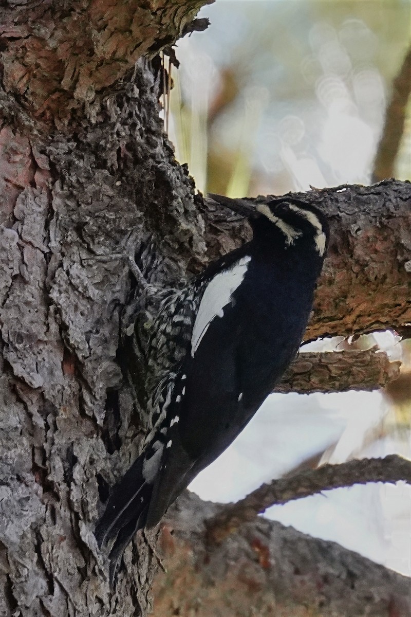 Williamson's Sapsucker - ML646500360