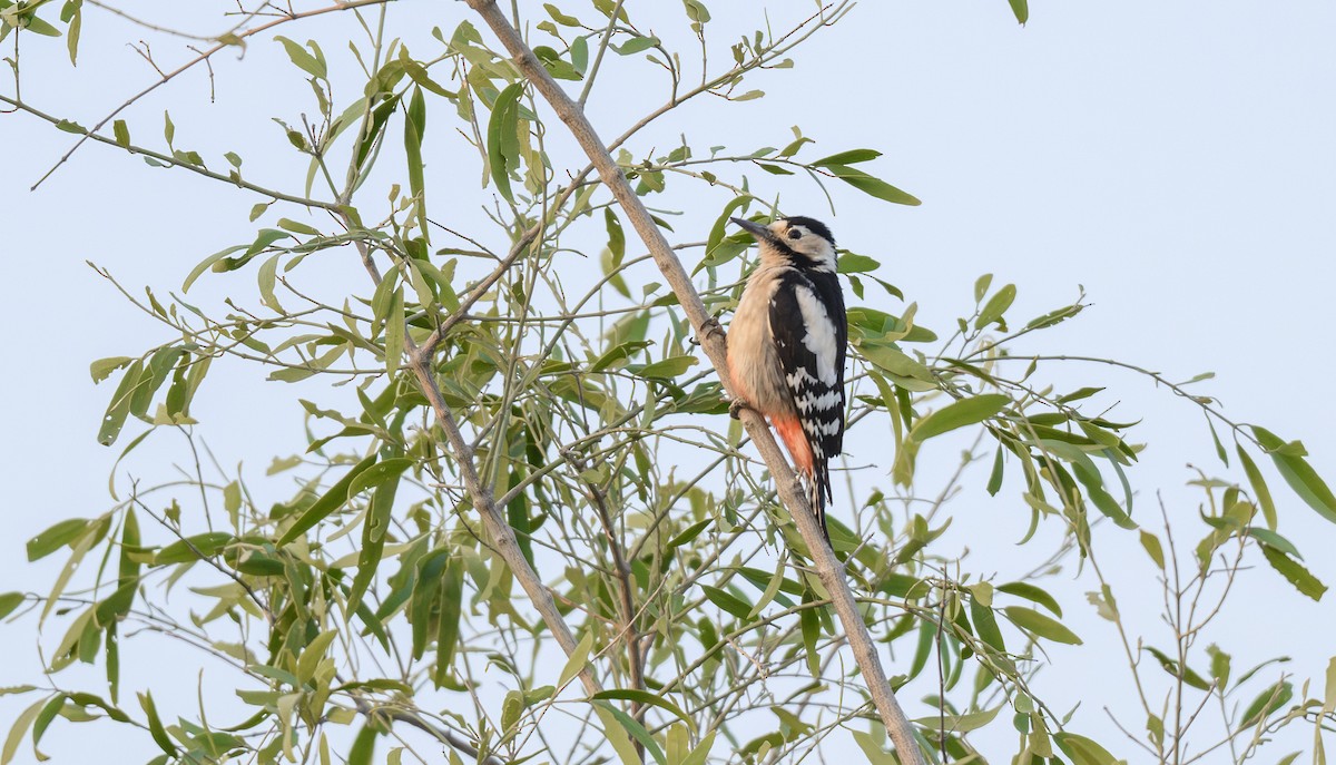 Sind Woodpecker - ML646500361