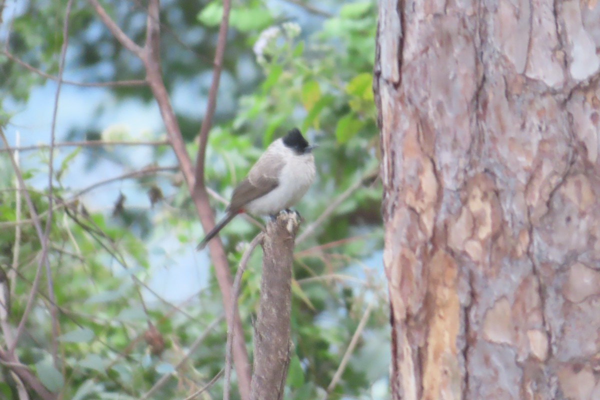 Sooty-headed Bulbul - ML646500362