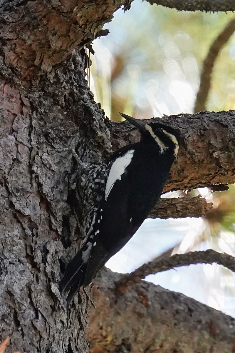 Williamson's Sapsucker - ML646500363