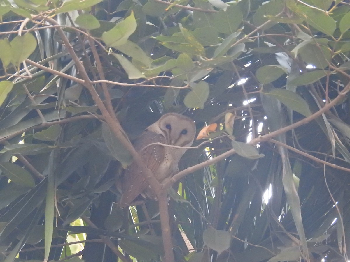 Eastern Barn Owl - ML646500364