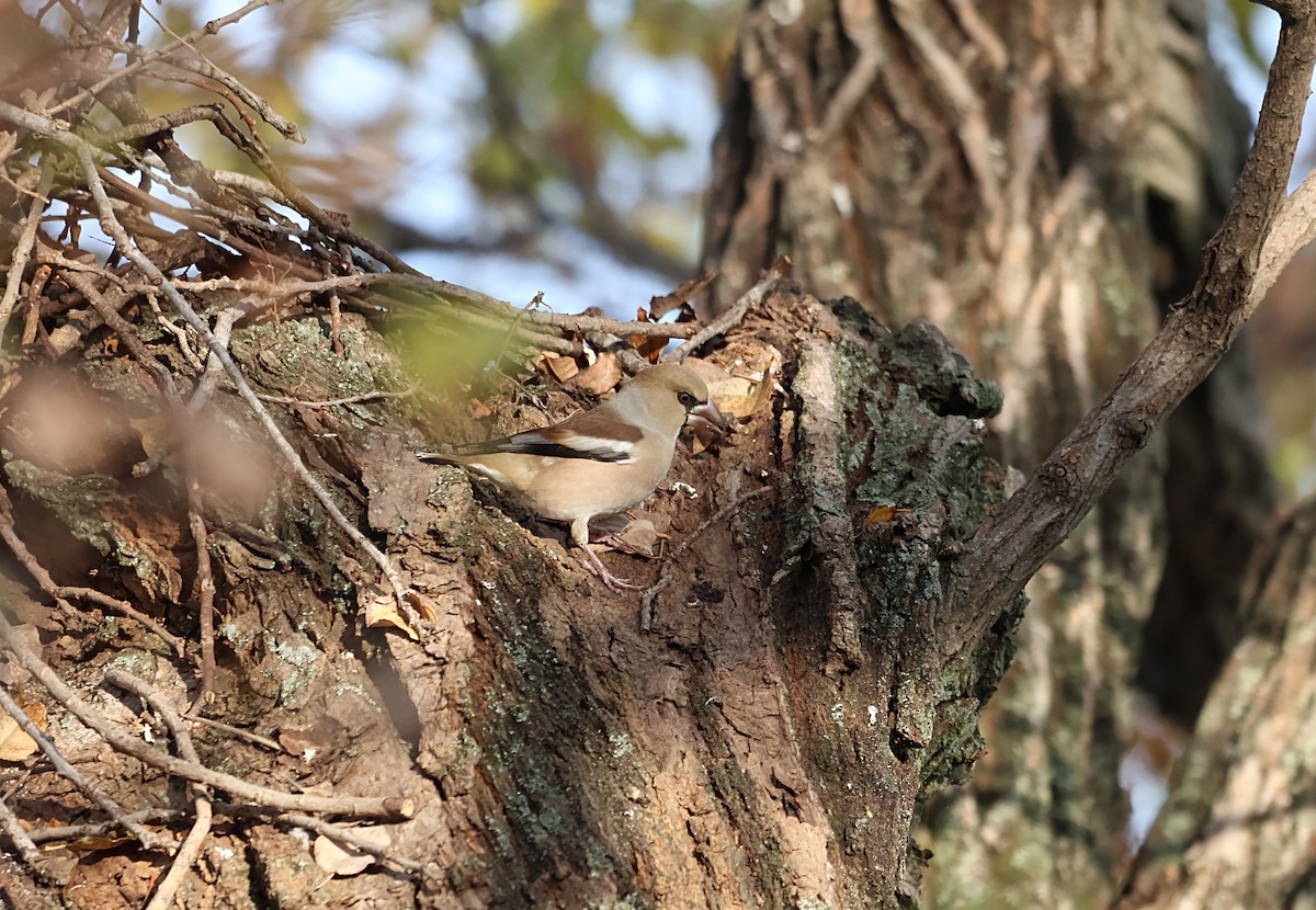 Hawfinch - ML646500365