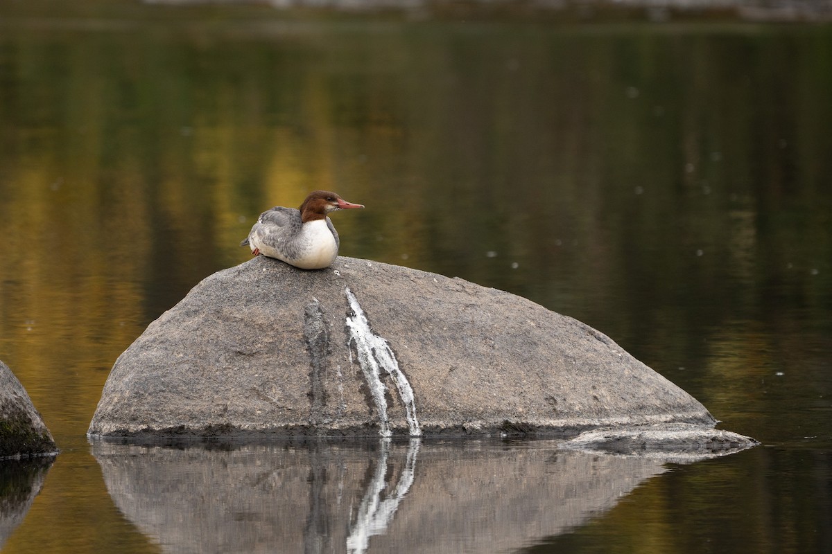 Common Merganser - ML646500366