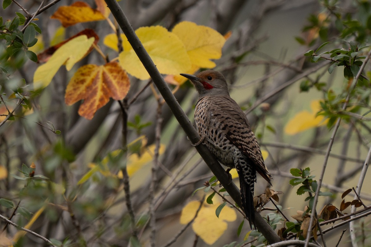 Northern Flicker - ML646500367