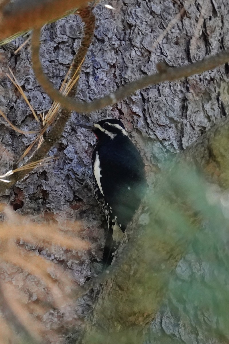 Williamson's Sapsucker - ML646500368