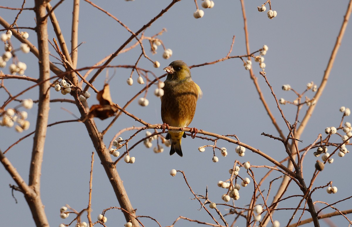 Oriental Greenfinch - ML646500370