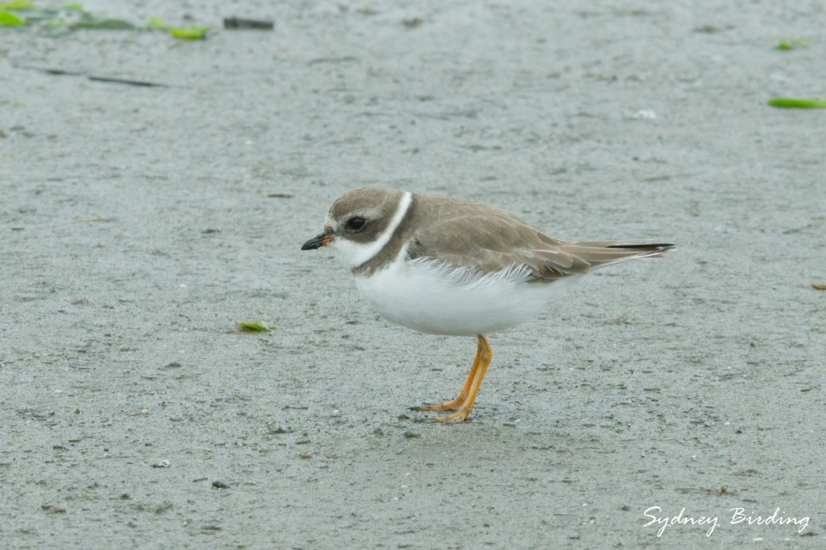 Semipalmated Plover - ML646500372