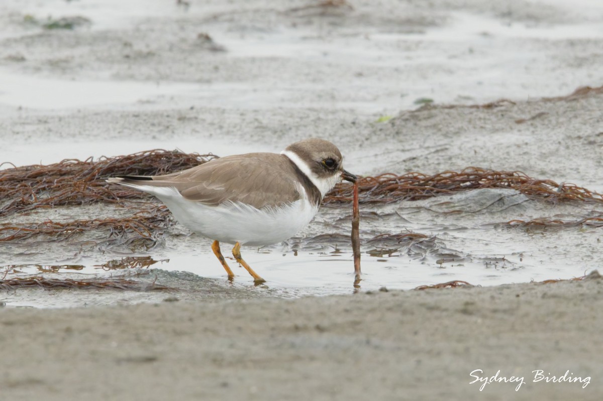 Semipalmated Plover - ML646500373