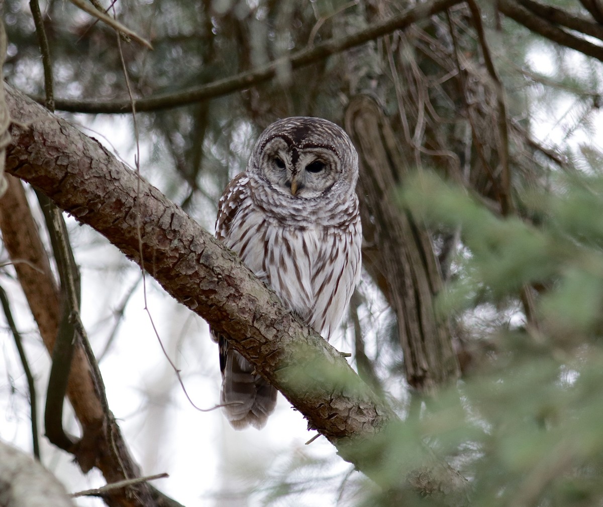 puštík proužkovaný - ML646500374