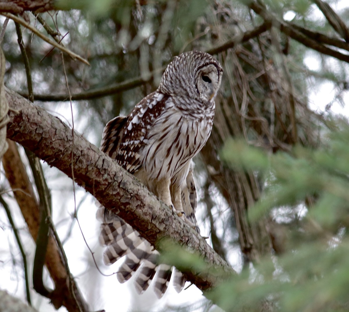 puštík proužkovaný - ML646500375