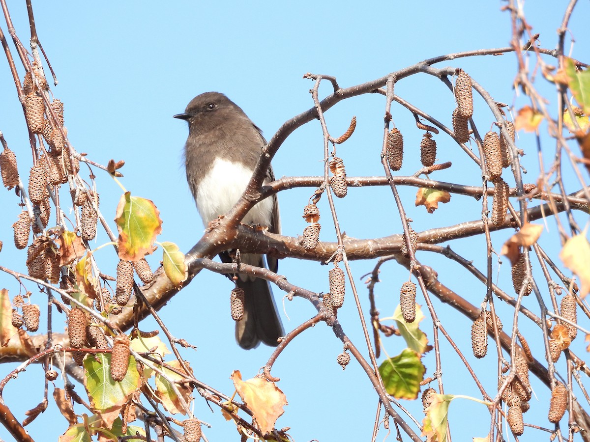 Black Phoebe - ML646500377