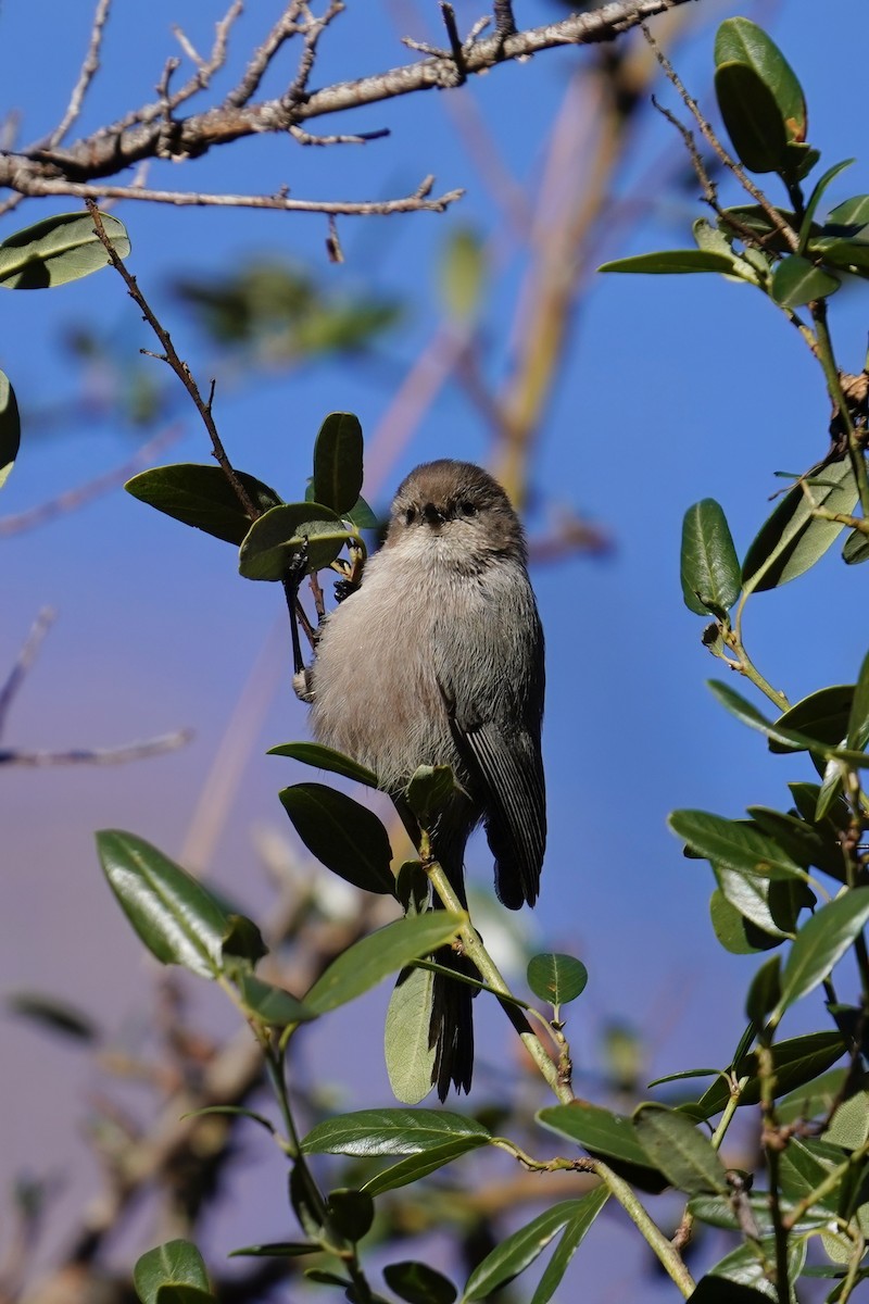 Buztanluze amerikarra - ML646500378