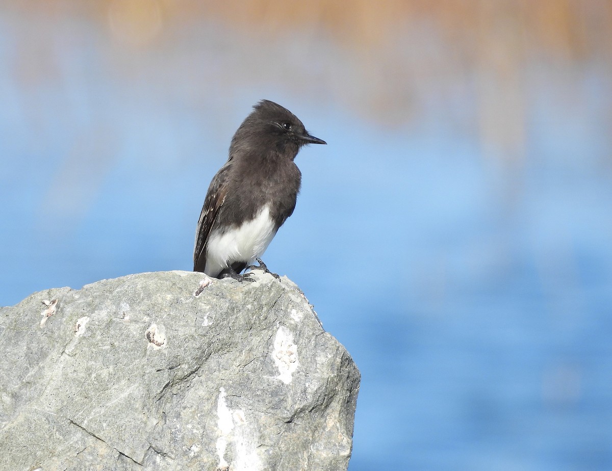 Black Phoebe - ML646500380