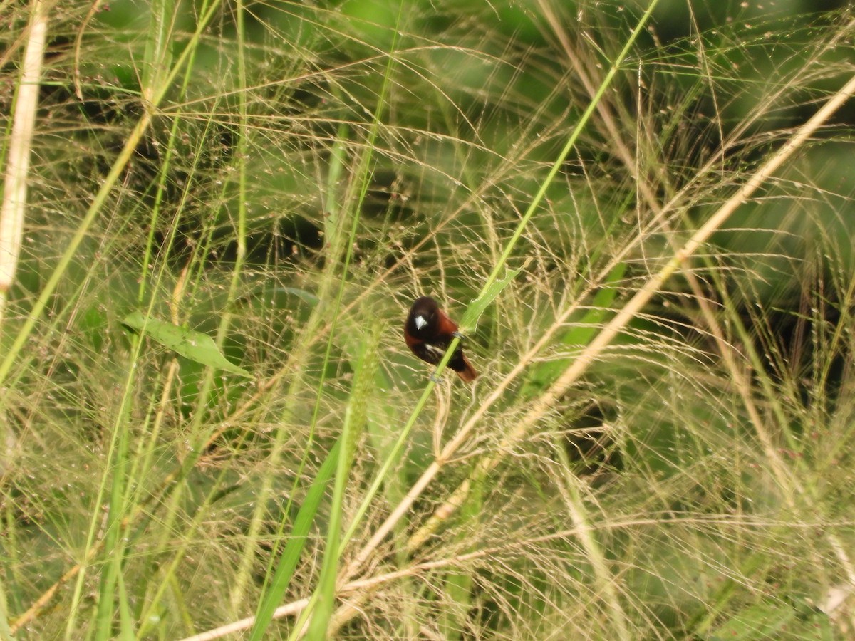 Capucin à tête noire - ML646500382