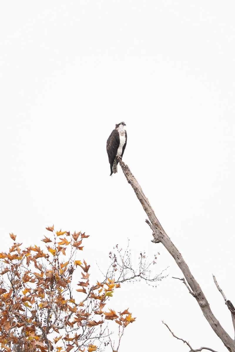 Osprey - ML646500386