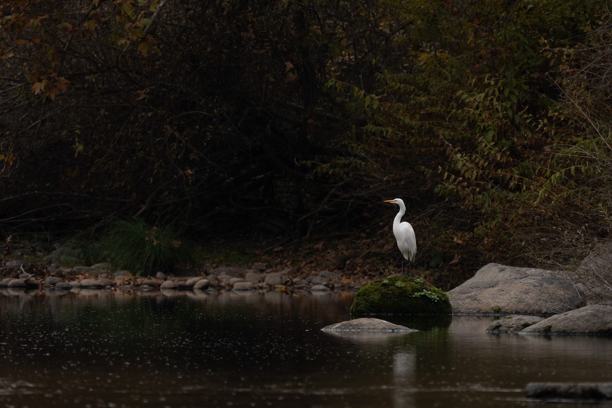 Great Egret - ML646500388