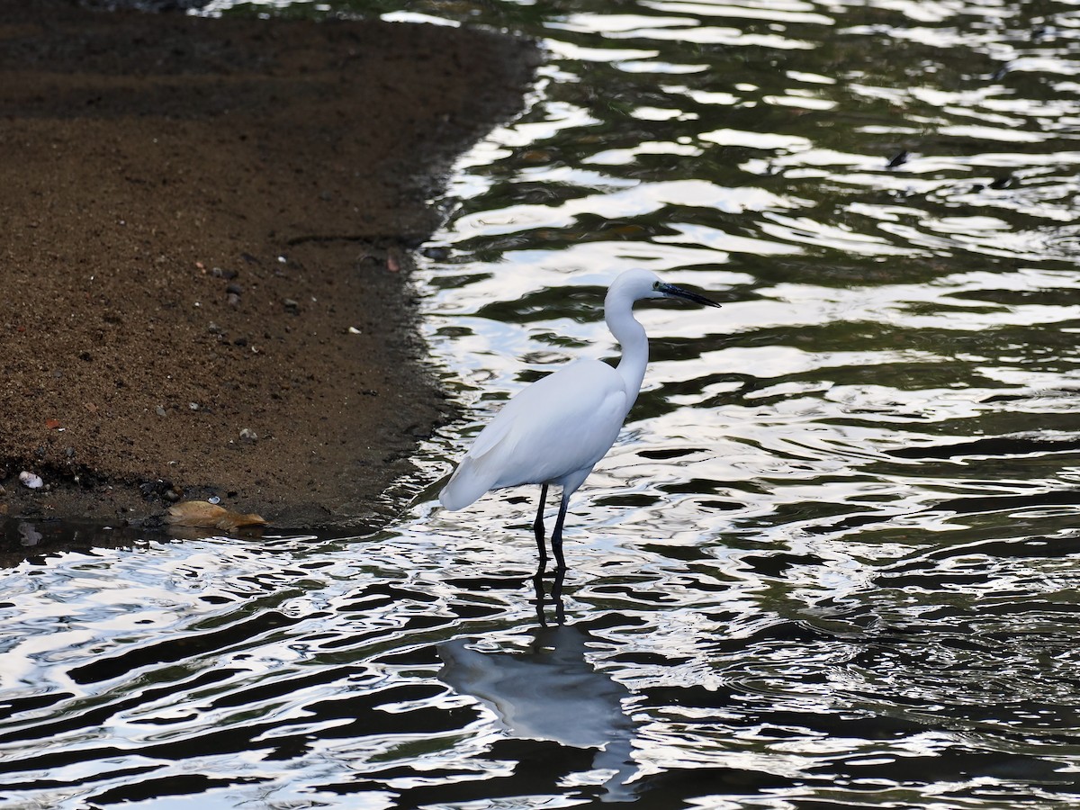 Хурган дэглий - ML646500389