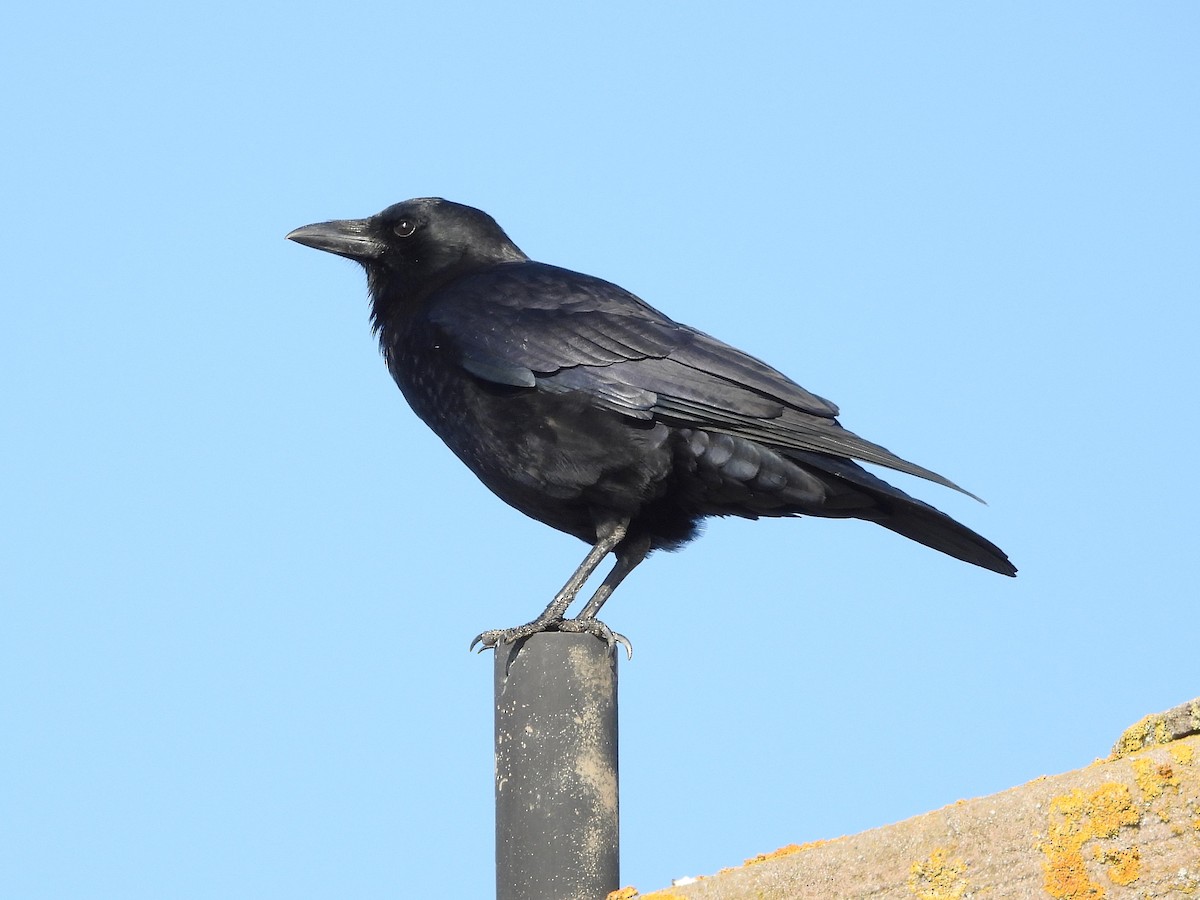 Kolkrabe - ML646500391