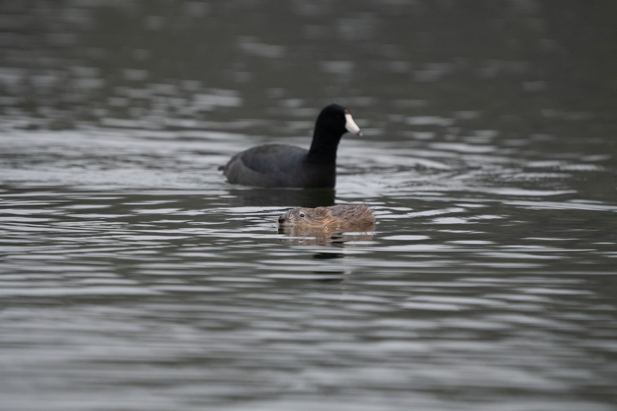 American Coot - ML646500392