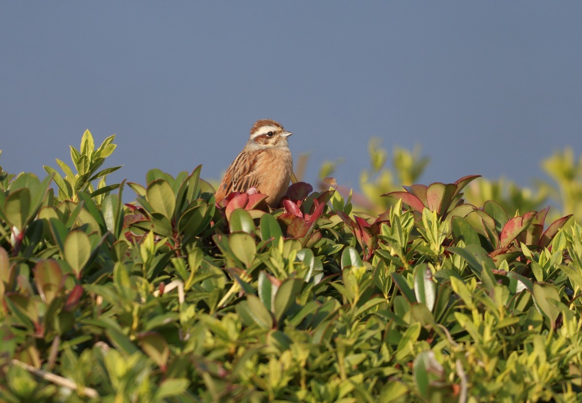 Meadow Bunting - ML646500393