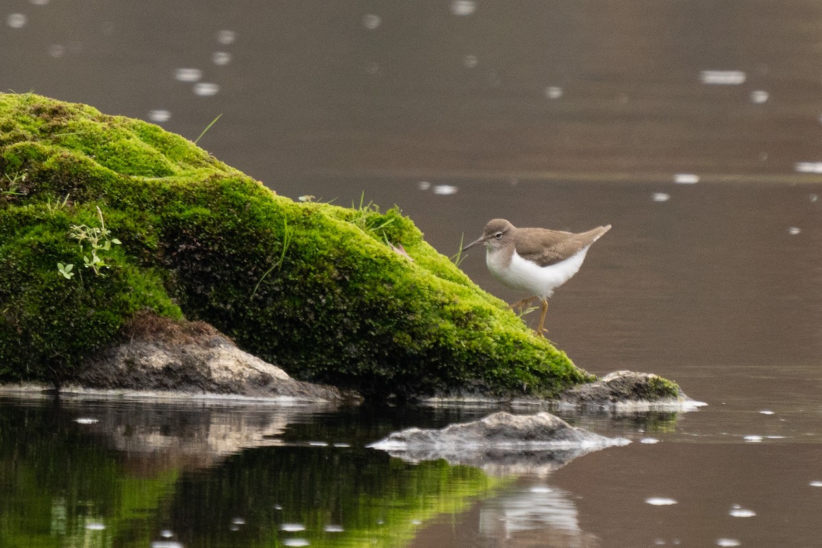 Spotted Sandpiper - ML646500394