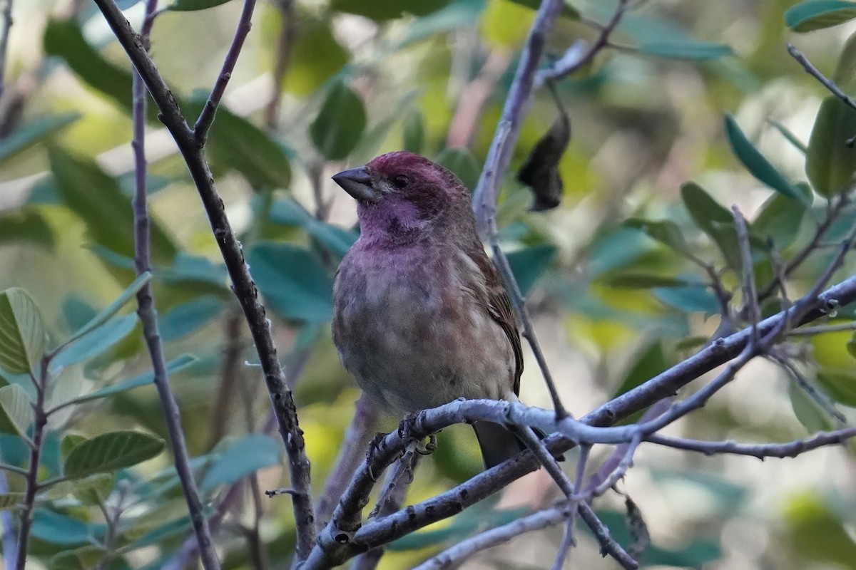Purple Finch - ML646500395