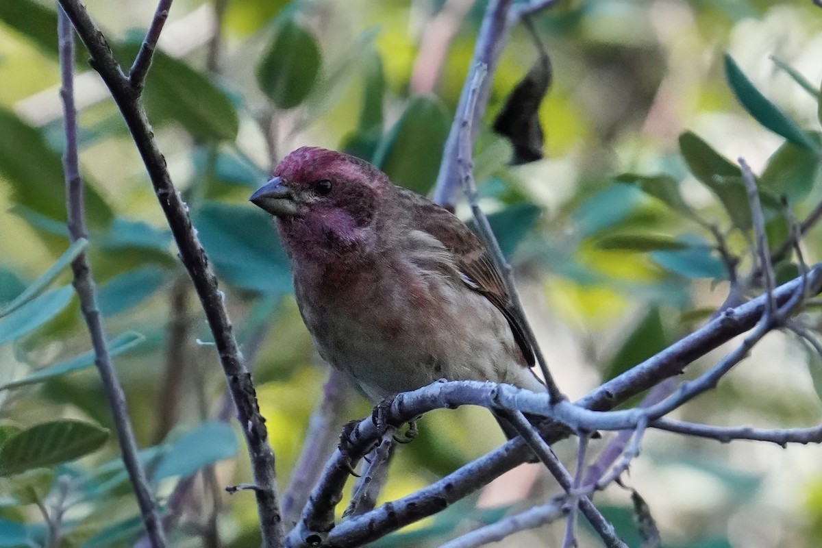 Purple Finch - ML646500396