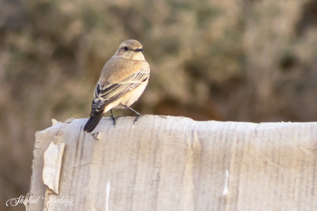 Desert Wheatear - ML646500398