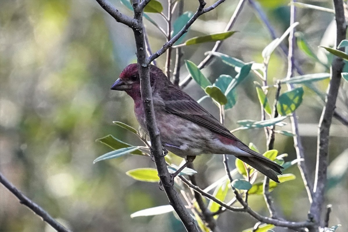 Purple Finch - ML646500400