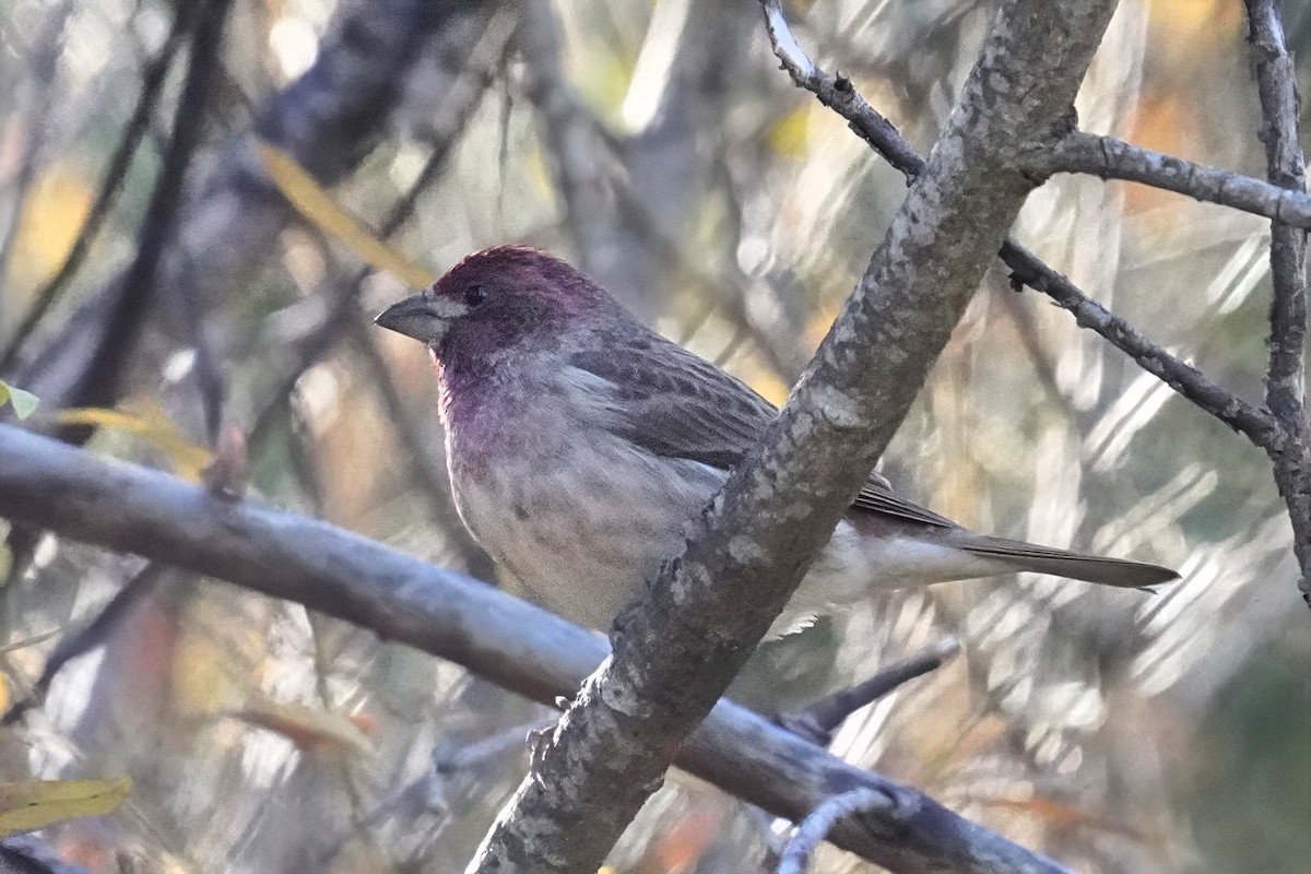 Purple Finch - ML646500404