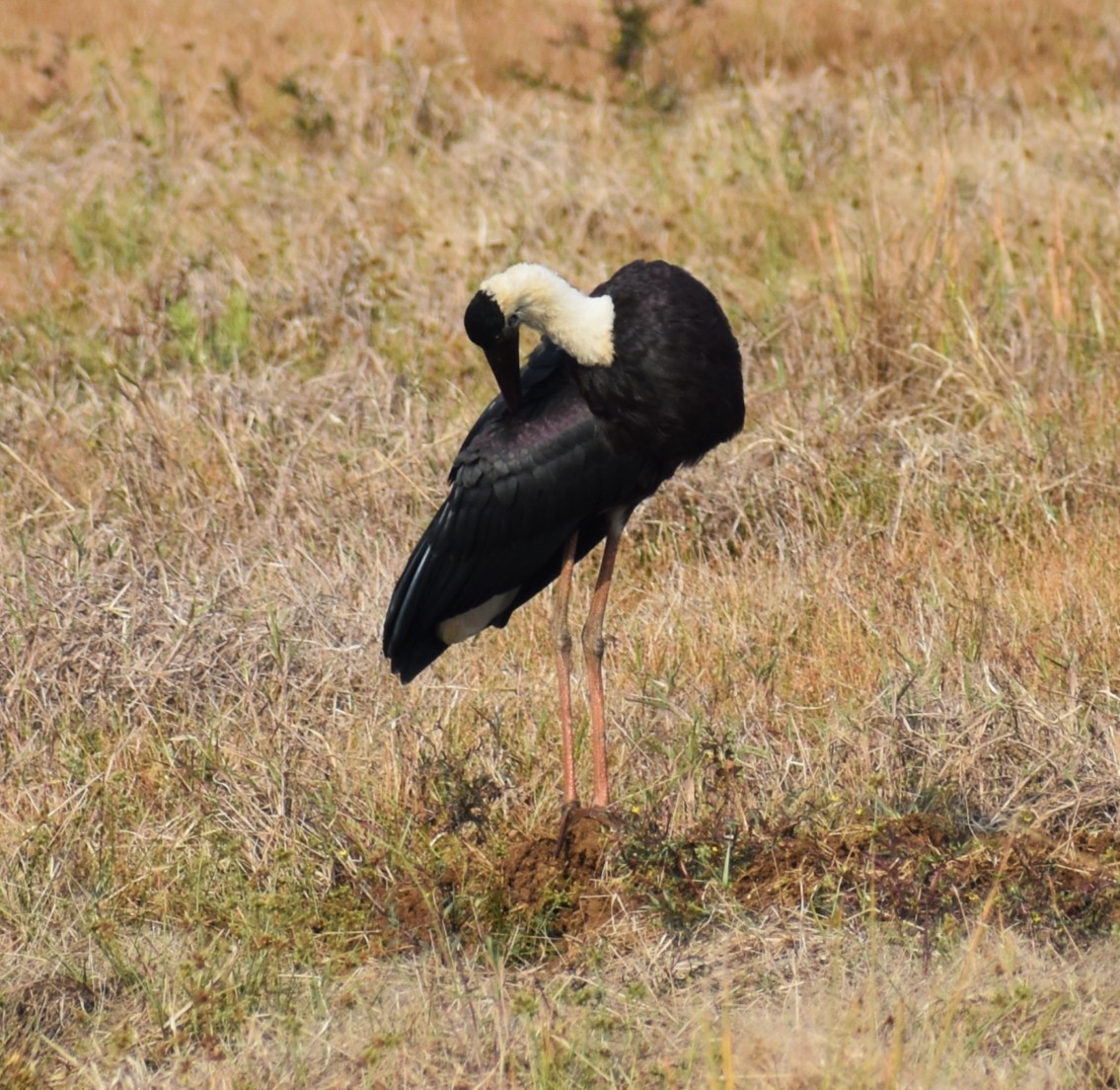 Asian Woolly-necked Stork - ML646500405