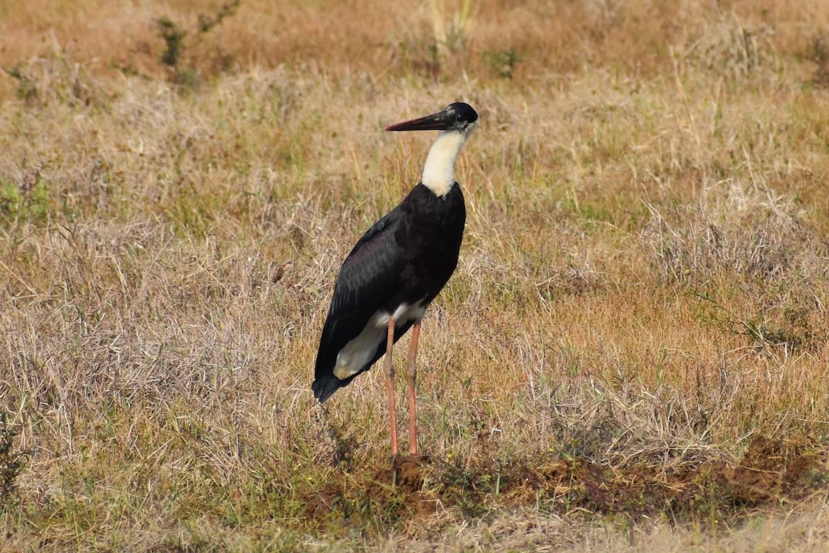 čáp bělokrký - ML646500406