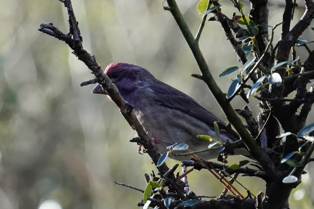 Purple Finch - ML646500407