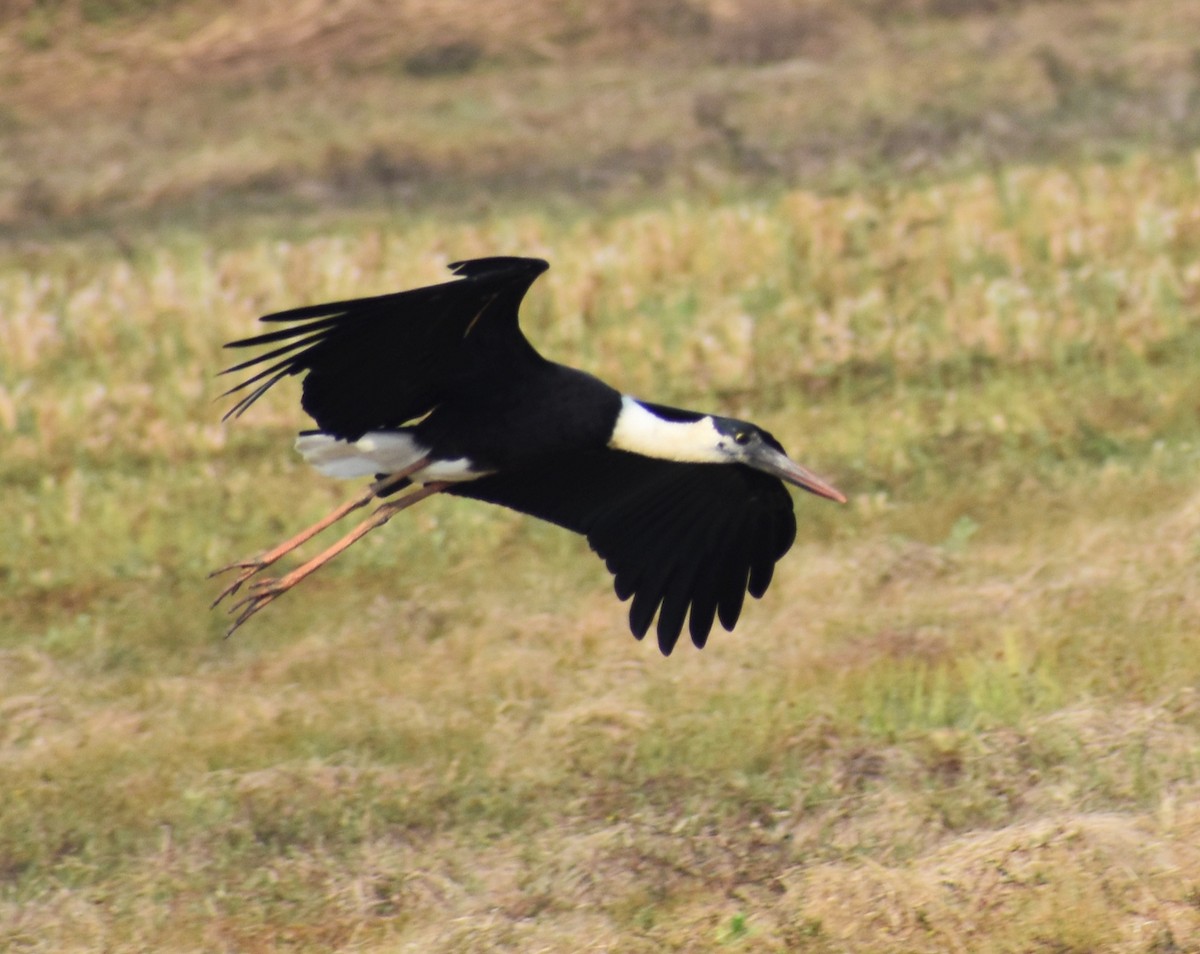 čáp bělokrký - ML646500408