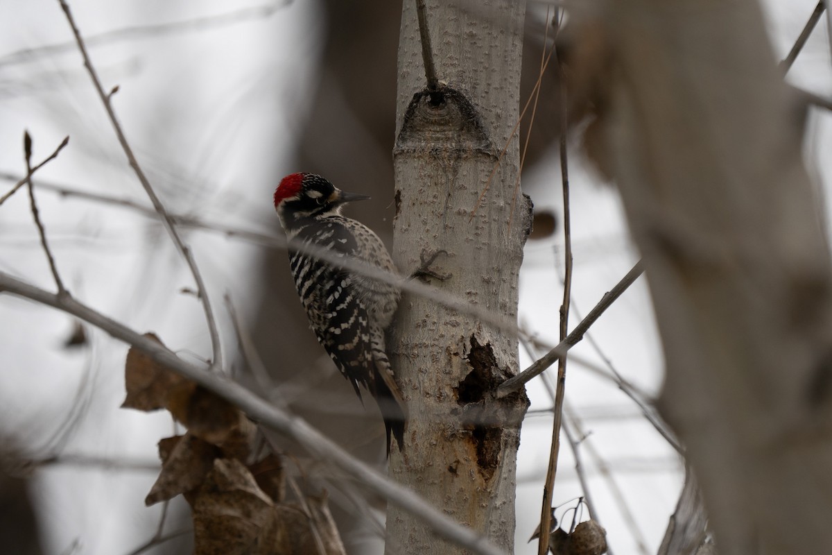 Nuttall's Woodpecker - ML646500409