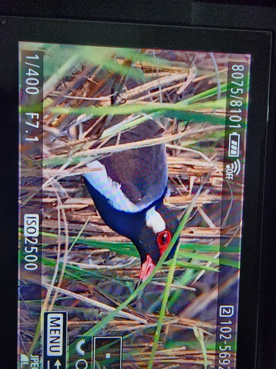 Чайка індійська - ML646500411