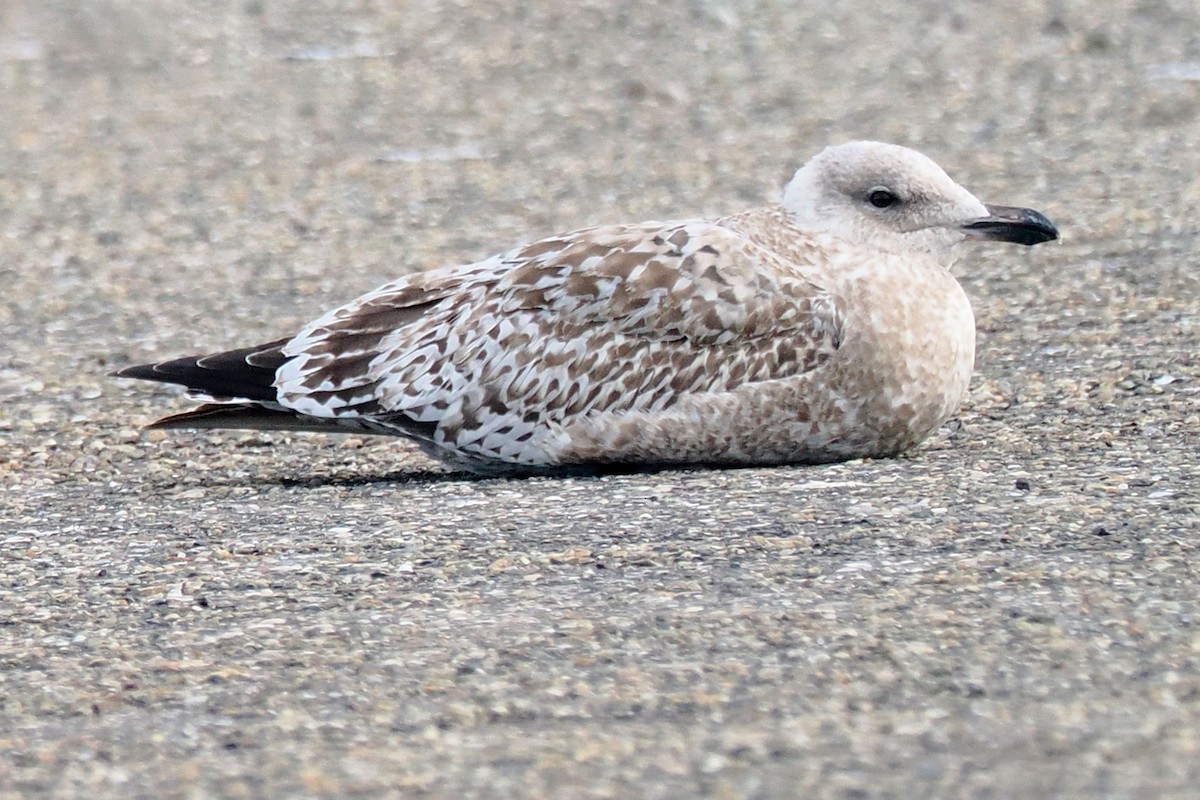 gråmåke - ML646500412