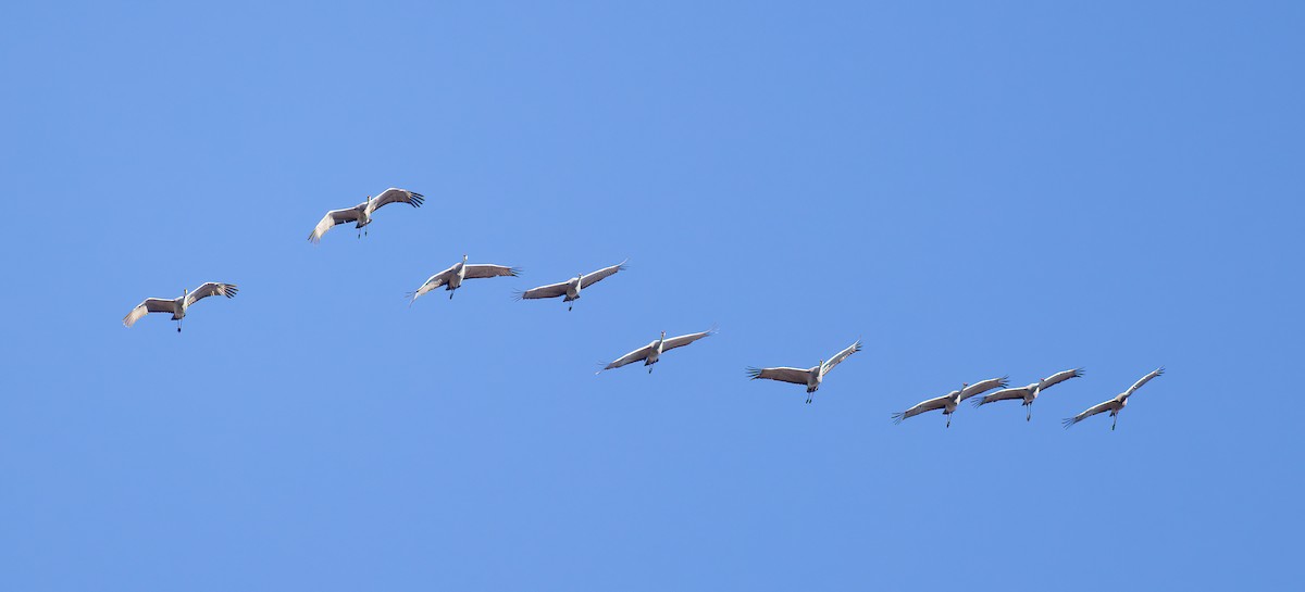 jeřáb kanadský - ML646500414