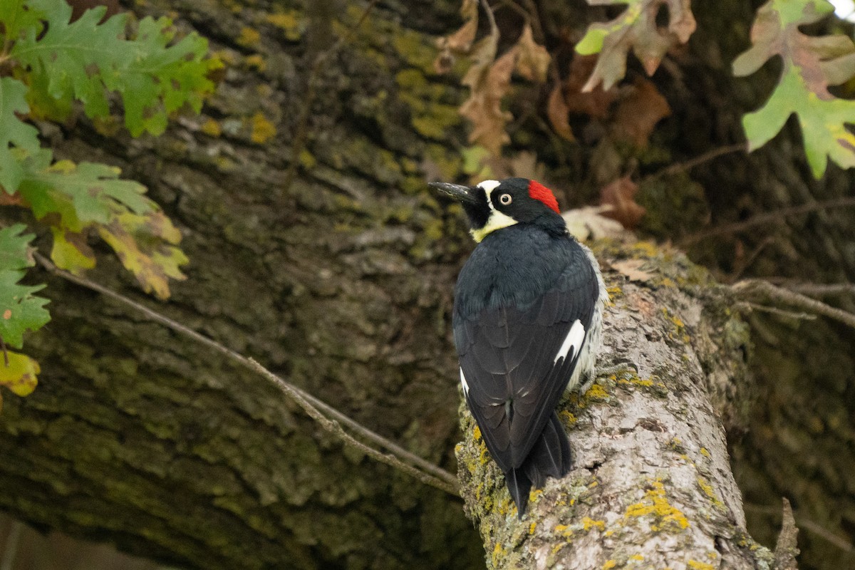 Acorn Woodpecker - ML646500415