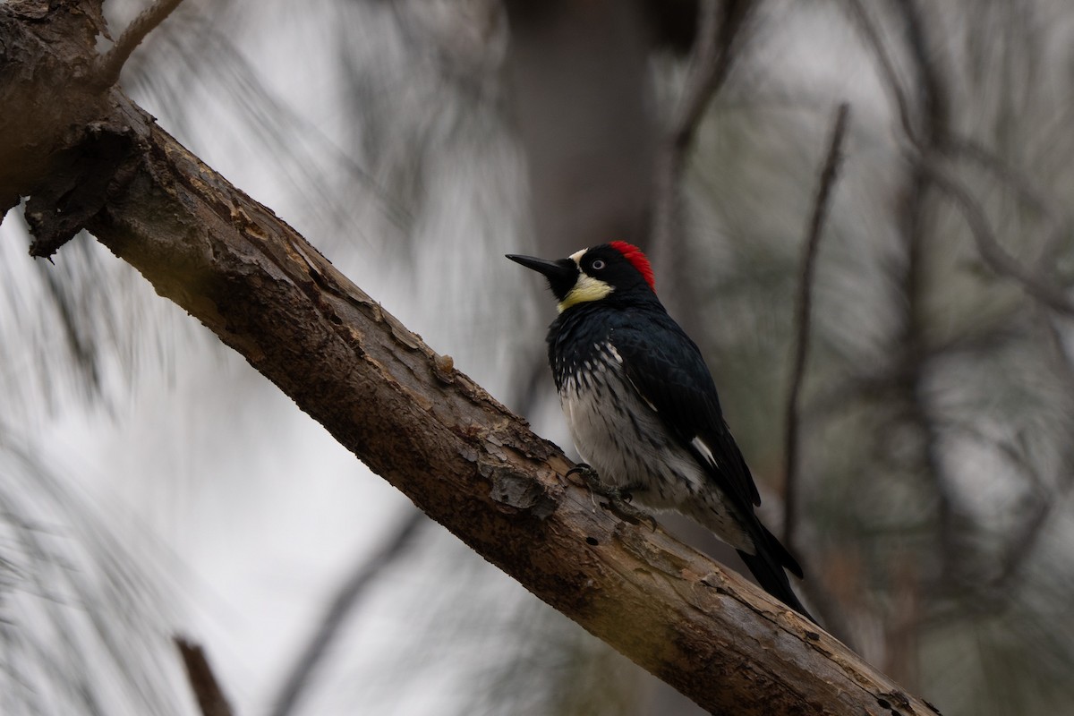 Acorn Woodpecker - ML646500416
